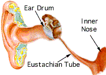 Eustacian tubes
